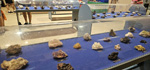 XX Exposición de Minerales de Linares 