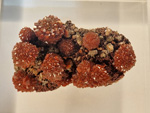 Exposición Tesoros de la Tierra. Minerales de la Comunidad Valenciana. Colección Juan Miguel Casanova Onrubia